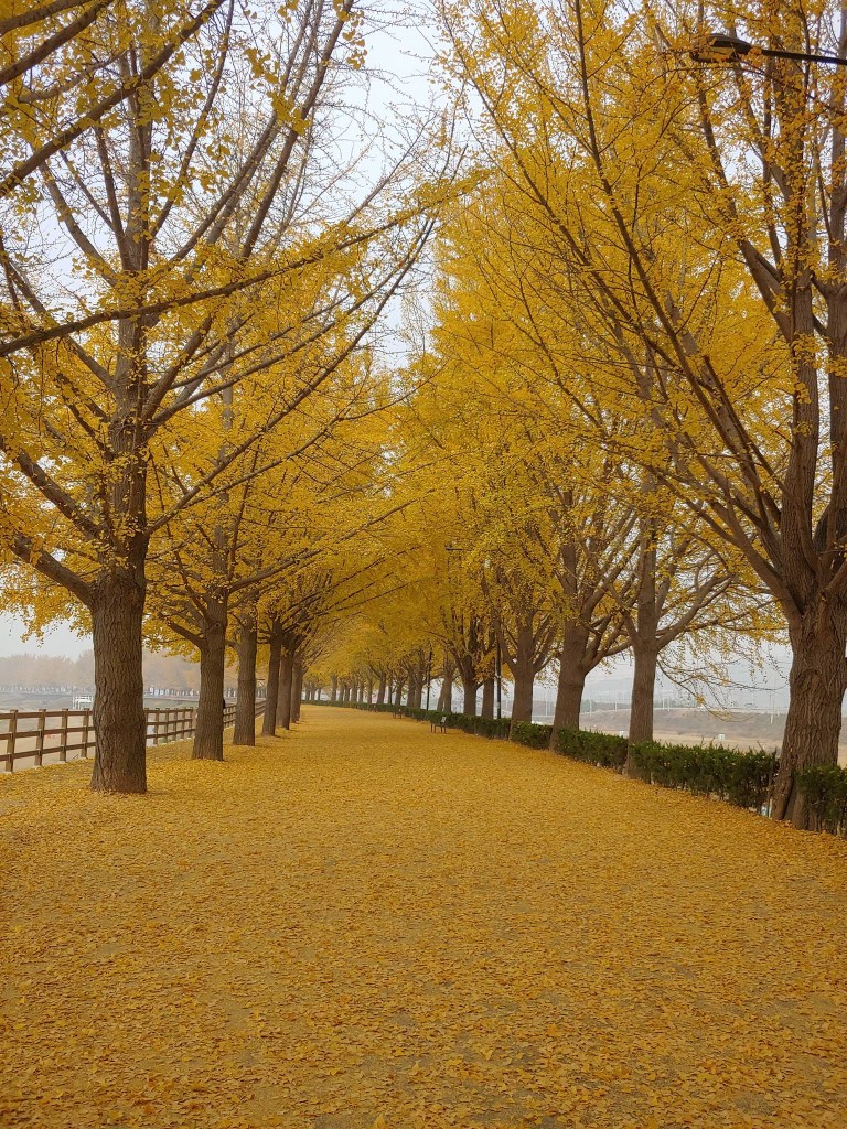 Asan Gingko Tree Road